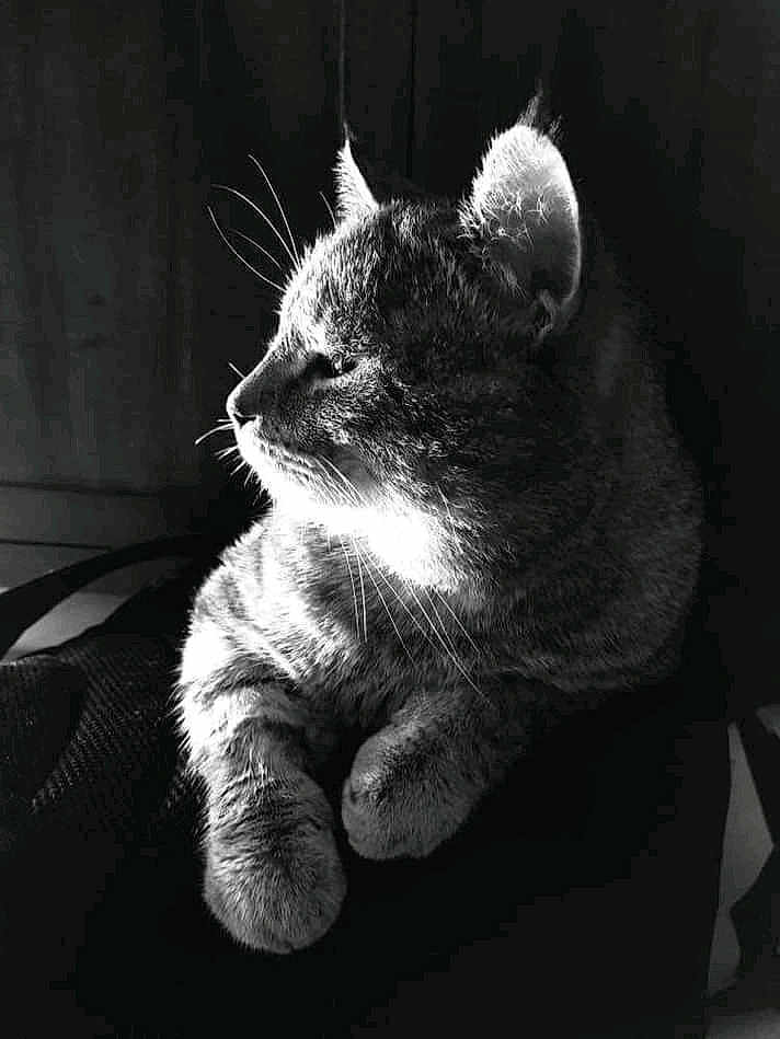 Miou
