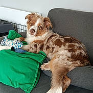 Bijou a rejoint le concours — aidez-le/la à gagner de superbes lots ! dog, couch, green_pillow, stuffed_toy, brown_and_white_dog, relaxed, indoor, pet, fur, resting, canine, home, animal, sleepy, comfort, living_room, domestic, cute, companion, laying_down