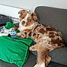 dog, couch, green_pillow, stuffed_toy, brown_and_white_dog, relaxed, indoor, pet, fur, resting, canine, home, animal, sleepy, comfort, living_room, domestic, cute, companion, laying_down