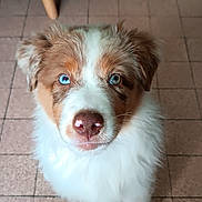 Bijou participe au concours pour gagner de l'argent avec cette photo : animal, blue_eyes, brown_and_white, curious, cute, dog, domestic_animal, floor, floor_tile, fluffy, fur, furniture, home, indoor, looking_up, mat, pet, puppy, tile, young_dog