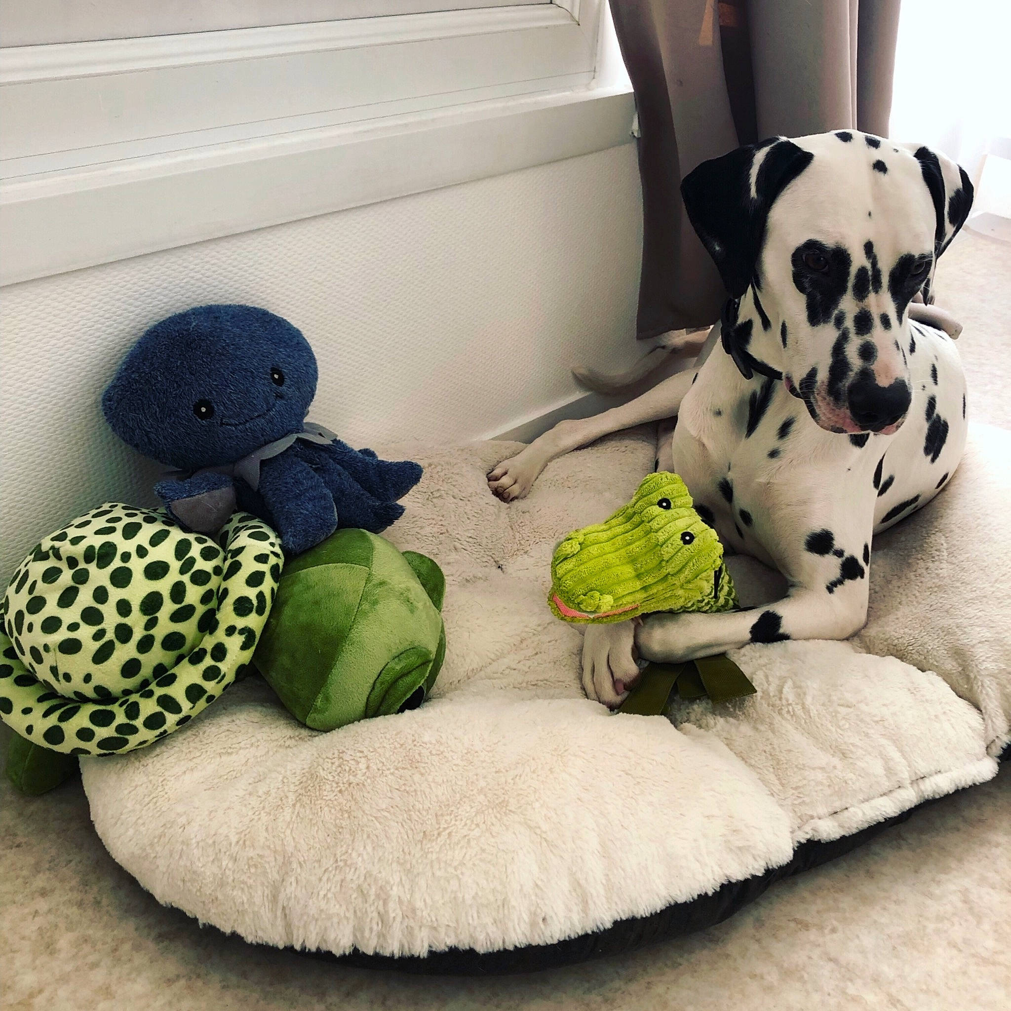 Noctis a rejoint le concours — aidez-le/la à gagner de superbes lots ! baby_toys, canidae, carnivore, companion_dog, dalmatian, dog, dog_bed, dog_breed, dog_supply, dog_toy, fur, non_sporting_group, pet_supply, pillow, plush, puppy, puppy_love, stuffed_toy, textile, toy