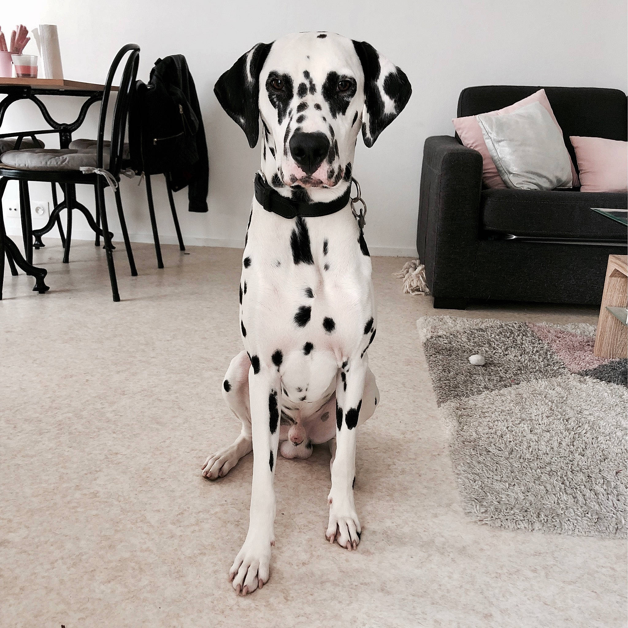 Noctis a rejoint le concours — aidez-le/la à gagner de superbes lots ! black_and_white, canidae, carnivore, chair, companion_dog, dalmatian, dog, dog_breed, fawn, floor, great_dane, mammal, non_sporting_group, snout, sporting_group, vertebrate