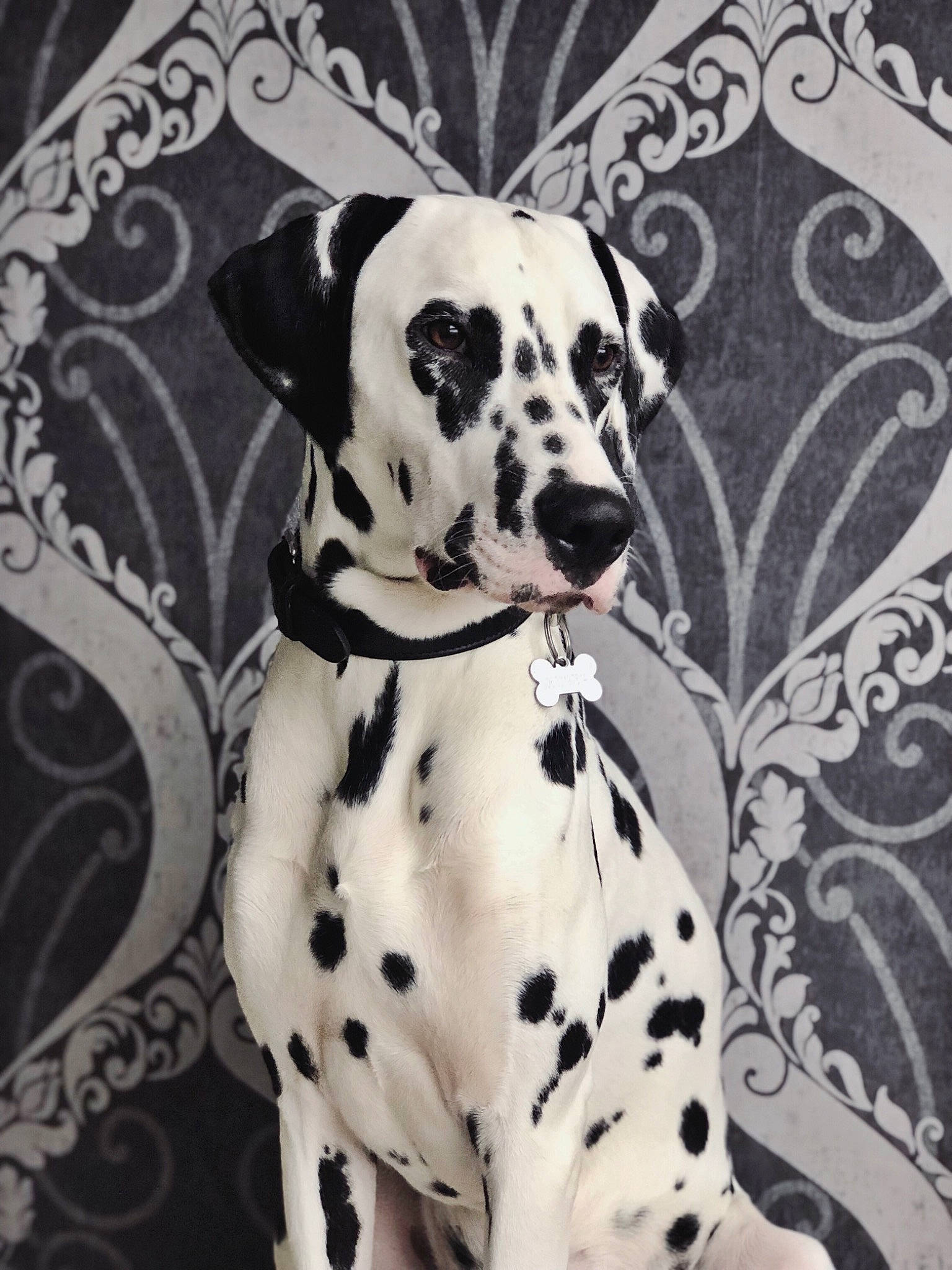 Noctis participe au concours pour gagner de l'argent avec cette photo : canidae, carnivore, dalmatian, dog, dog_breed, great_dane, mammal, non_sporting_group