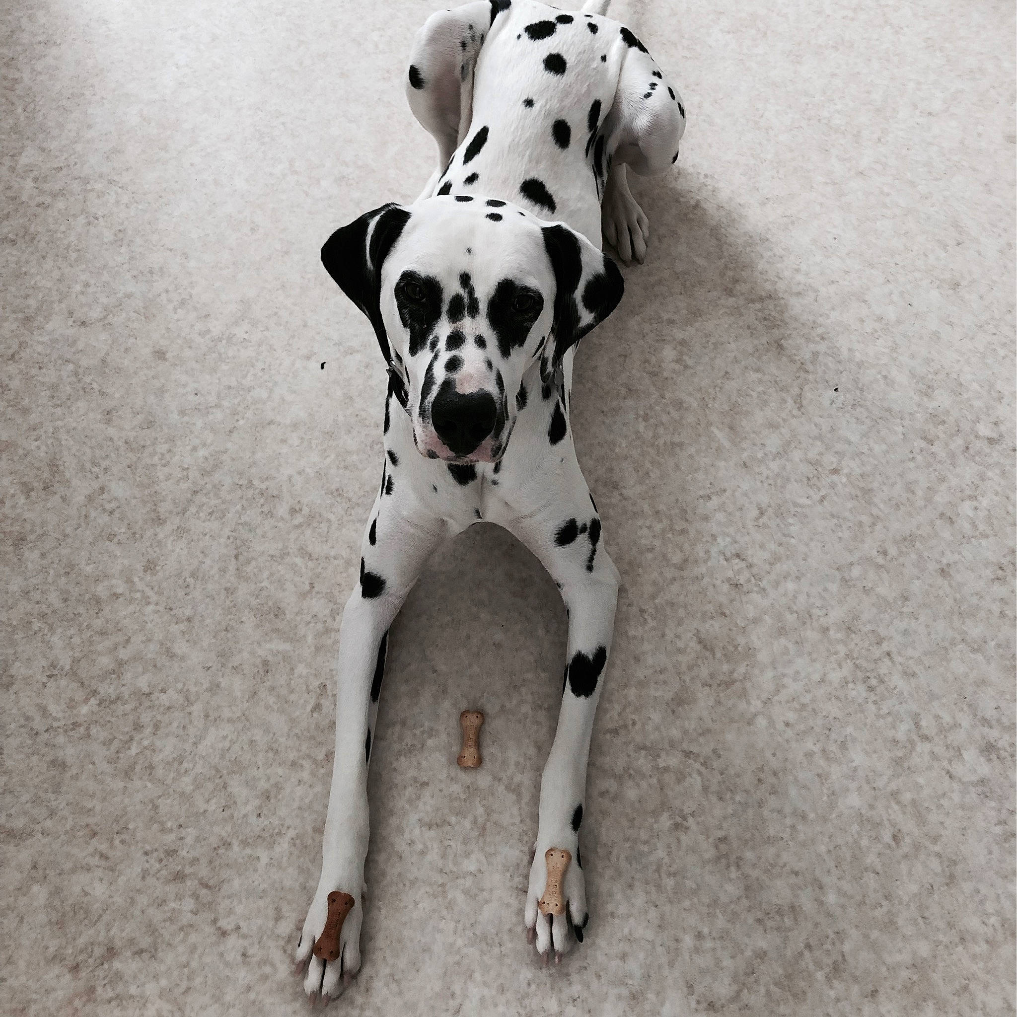 Noctis a rejoint le concours — aidez-le/la à gagner de superbes lots ! canidae, carnivore, companion_dog, dalmatian, dog, dog_breed, fawn, great_dane, mammal, non_sporting_group, pointer, puppy, snout, sporting_group, tail, vertebrate, working_dog