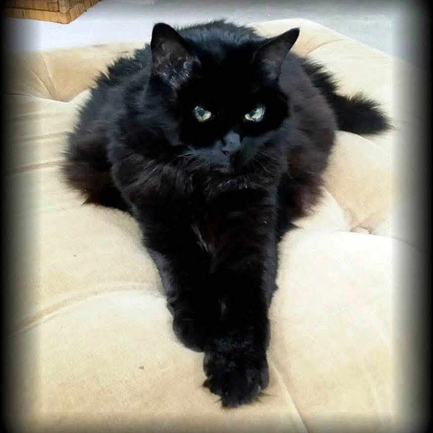 Maxi joined the competition — help win amazing prizes! animal, black_cat, cat, close_up, cushion, cute, domestic_cat, eyes, feline, fur, indoor, lying_down, mammal, paws, pet, portrait, relaxing, resting, vignette, whiskers