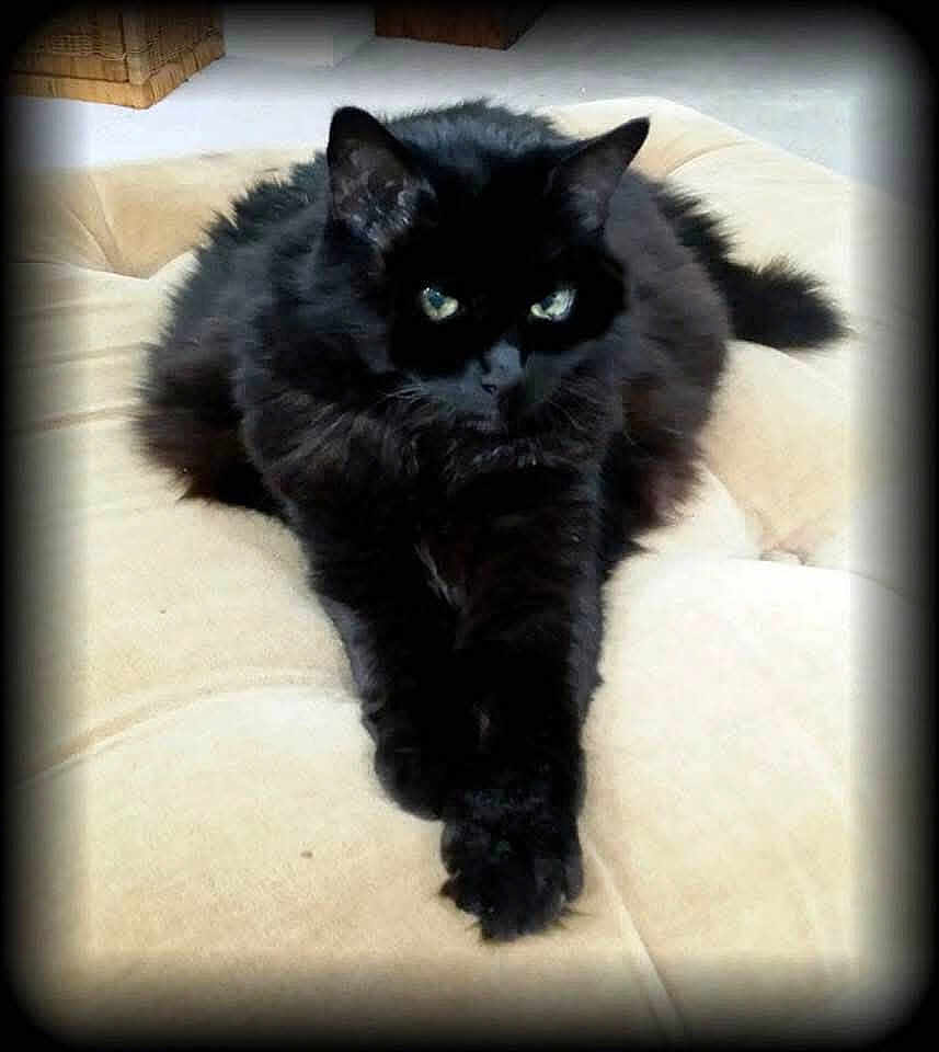 Maxi joined the competition — help win amazing prizes! black_cat, cat, pet, animal, fur, whiskers, paws, cushion, indoor, relaxing, feline, mammal, lying_down, close_up, portrait, vignette, resting, domestic_cat, cute, eyes