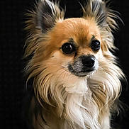 Nemo participe au concours pour gagner de l'argent avec cette photo : dog, fluffy, long_hair, portrait, pet, animal, cute, ears, muzzle, whiskers, close_up, brown, black_background, furry, domestic_animal, companion, alert, small_dog, adorable, face