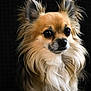 dog, fluffy, long_hair, portrait, pet, animal, cute, ears, muzzle, whiskers, close_up, brown, black_background, furry, domestic_animal, companion, alert, small_dog, adorable, face