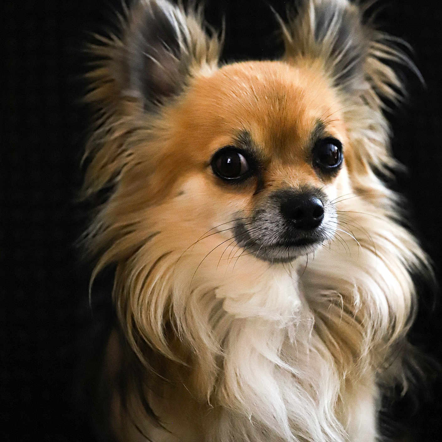 Nemo participe au concours pour gagner de l'argent avec cette photo : adorable, alert, animal, black_background, brown, close_up, companion, cute, dog, domestic_animal, ears, face, fluffy, furry, long_hair, muzzle, pet, portrait, small_dog, whiskers