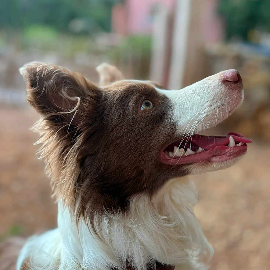 Joy participe au concours pour gagner de l'argent avec cette photo : accessories, animal, bodypart, canine, cockerspaniel, collie, dog, hound, husky, leash, mouth, papillon, person, pet, pointer, puppy, snout, strap, terrier, tongue