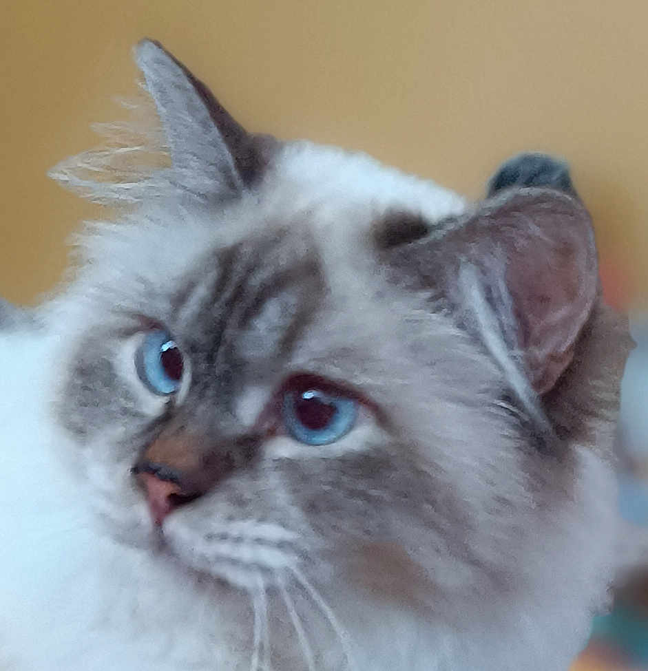 Victor a rejoint le concours — aidez-le/la à gagner de superbes lots ! cat, blue_eyes, fluffy, close_up, pet, animal, feline, whiskers, ears, nose, indoor, portrait, soft_focus, background_blur, domestic_cat, mammal, cute, fur, face, looking_away