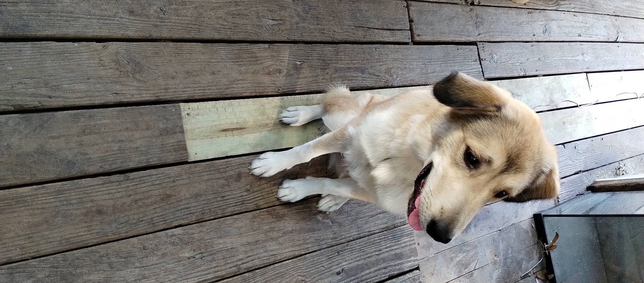 Bailey joined the competition — help win amazing prizes! canidae, carnivore, companion_dog, dog, dog_breed, dog_supply, fawn, flooring, hardwood, lumber, pet_supply, plank, plywood, tail, varnish, wood, wood_flooring, wood_stain, working_animal, working_dog