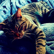 Luna joined the competition — help win amazing prizes! cat, tabby_cat, sleeping, resting, feline, pet, animal, fur, whiskers, paw, blanket, blue_blanket, cozy, relaxed, indoor, soft_light, striped, cute, domestic_cat, sleep