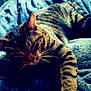 cat, tabby_cat, sleeping, resting, feline, pet, animal, fur, whiskers, paw, blanket, blue_blanket, cozy, relaxed, indoor, soft_light, striped, cute, domestic_cat, sleep