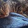Luna is registered to the contest to win money with this photo: cat, tabby_cat, feline, pet, sleepy, resting, whiskers, fur, paw, blanket, blue_blanket, texture, cozy, indoor, closeup, mammal, animal, relaxation, soft_light, comfort