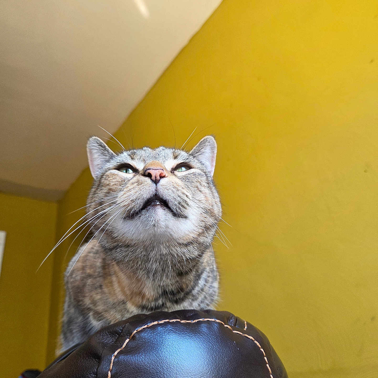 Nala joined the competition — help win amazing prizes! cat, tabby, indoor, yellow_wall, leather, furniture, whiskers, pet, animal, curious, close_up, fur, domestic_cat, portrait, looking_up, seated, face, ears, brown, cozy