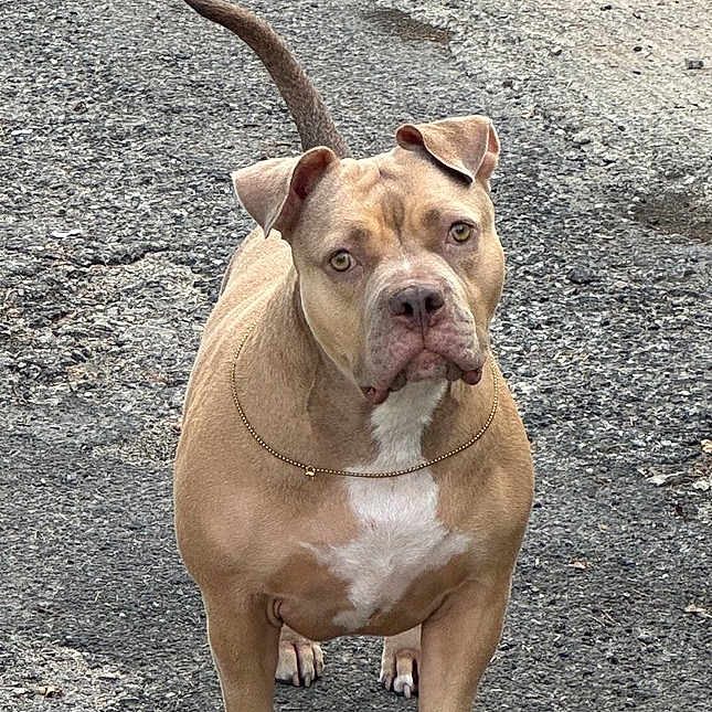 Athena a rejoint le concours — aidez-le/la à gagner de superbes lots ! alert, animal, asphalt, brown, canine, chain, closeup, concrete_wall, dog, ears, muscular, outdoor, pavement, pet, pitbull, road, standing, street, tail, white_chest