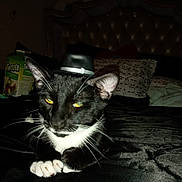 Shadow joined the competition — help win amazing prizes! animal, bed, bedroom, bedspread, black_and_white, cat, dim_lighting, flash_photography, funny, home, indoor, lying_down, paws, pet, portrait, relaxed, tufted_headboard, wearing_hat, whiskers, yellow_eyes