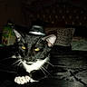 animal, bed, bedroom, bedspread, black_and_white, cat, dim_lighting, flash_photography, funny, home, indoor, lying_down, paws, pet, portrait, relaxed, tufted_headboard, wearing_hat, whiskers, yellow_eyes