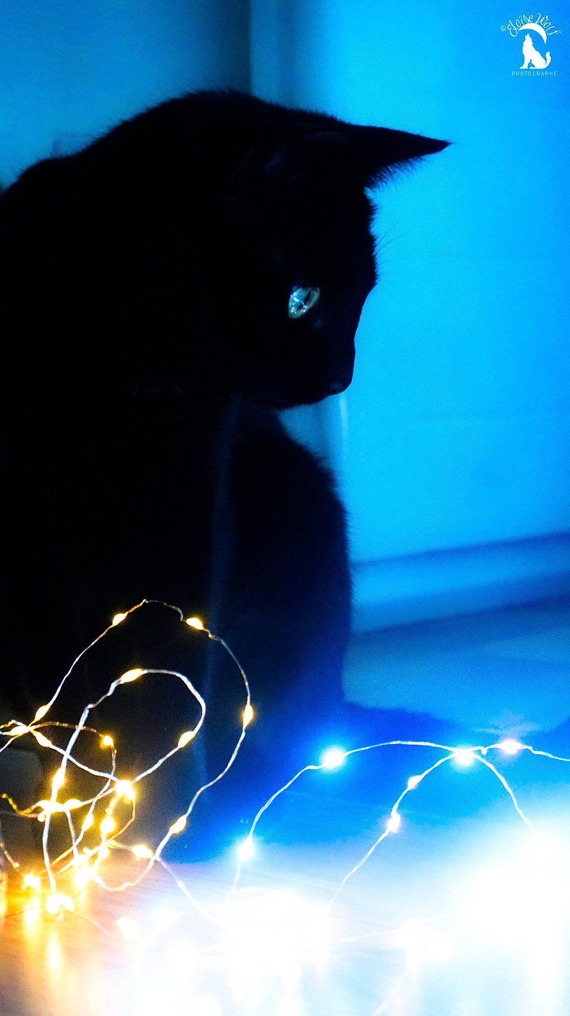 Anubis a rejoint le concours — aidez-le/la à gagner de superbes lots ! black_cat, blue, carnivore, cat, electric_blue, felidae, light, small_to_medium_sized_cats, snout, whiskers