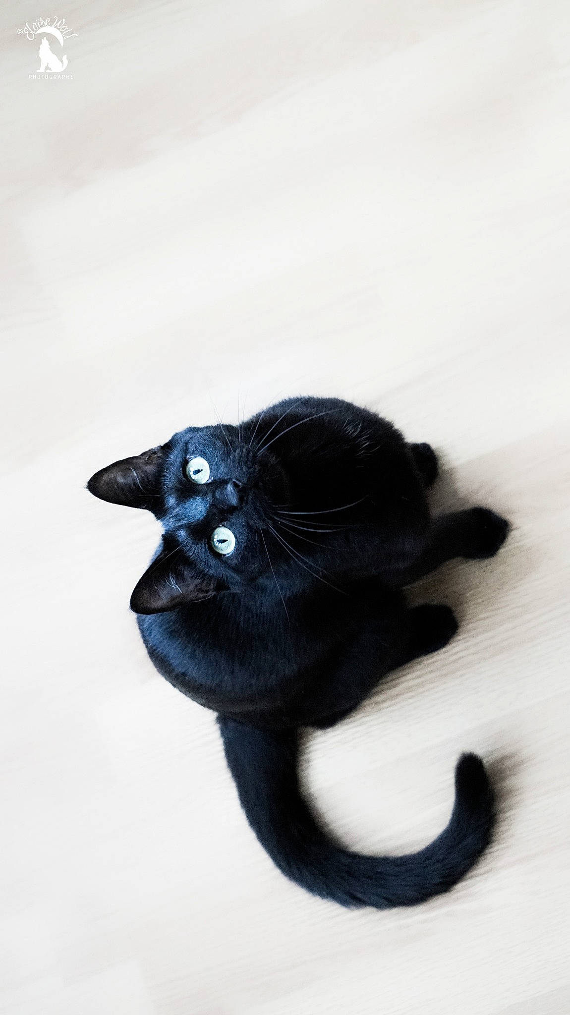 Anubis participe au concours pour gagner de l'argent avec cette photo : black, black_and_white, black_cat, bombay, carnivore, cat, ear, eye, felidae, fur, small_to_medium_sized_cats, snout, tail, whiskers