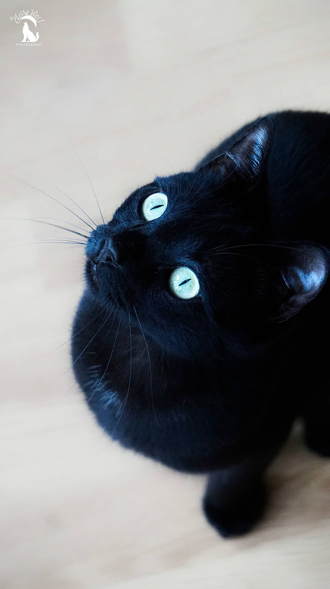 Anubis a rejoint le concours — aidez-le/la à gagner de superbes lots ! black, black_cat, black_hair, bombay, carnivore, cat, claw, ear, eye, felidae, fur, small_to_medium_sized_cats, snout, tail, whiskers