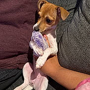 Poppy joined the competition — help win amazing prizes! blanket, brown, clutching, couch, cozy, cute, dog, fur, hand, indoor, looking, person, pet, pillow, puppy, relaxed, sitting, small_dog, toy, white