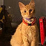 Patty joined the competition — help win amazing prizes! asian, carnivore, cat, domestic_short_haired_cat, fawn, felidae, german_rex, javanese, kitten, mammal, oriental_longhair, small_to_medium_sized_cats, vertebrate, whiskers
