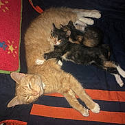 Patty joined the competition — help win amazing prizes! canidae, carnivore, cat, dog_breed, felidae, german_rex, small_to_medium_sized_cats, tail