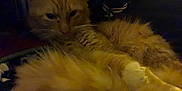 Patty is registered to the contest to win money with this photo: american_curl, asian_semi_longhair, carnivore, cat, claw, domestic_long_haired_cat, felidae, fur, kitten, maine_coon, mammal, norwegian_forest_cat, persian, ragamuffin, siberian, small_to_medium_sized_cats, snout, somali, tabby_cat, whiskers