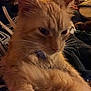 Patty is registered to the contest to win money with this photo: aegean_cat, arabian_mau, asian, asian_semi_longhair, carnivore, cat, domestic_long_haired_cat, european_shorthair, fawn, felidae, german_rex, javanese, kitten, mammal, ojos_azules, oriental_longhair, small_to_medium_sized_cats, snout, vertebrate, whiskers