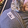 calm, cat, close_up, companion, cozy, furry, grey_clothing, human, indoor, intimate, patch, person, pet, relaxing, shoulder, sleepy_cat, snuggling, soft_texture, tabby_cat, warm