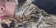Woolybear is registered to the contest to win money with this photo: animal, black_background, cat, close_up, comfort, cozy, cute, face, friendship, fur, indoor, kitten, person, pet, resting, sleeping, snuggling, soft, tabby, warmth