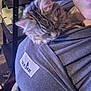 cat, closeup, comfortable, cozy, fabric_sling, fur, furniture, gray_clothing, home, indoor, kitten, nap, person, pet, resting, shelf, shoulder, sleeping, tabby, young_cat