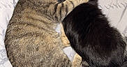 Raven is registered to the contest to win money with this photo: animal, bed, black_cat, blanket, cat, comfort, companion, cozy, cuddle, cute, domestic_animal, friendship, fur, indoor, nap, pet, resting, sleeping, soft, tabby_cat