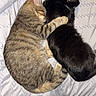 animal, bed, black_cat, blanket, cat, comfort, companion, cozy, cuddle, cute, domestic_animal, friendship, fur, indoor, nap, pet, resting, sleeping, soft, tabby_cat