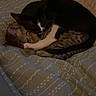 Raven is registered to the contest to win money with this photo: animal, bed, black_and_white_cat, blanket, cat, cats, companion, cozy, cute, cute_animals, domestic_cat, fur, indoor, nap, pets, resting, sleeping, snuggling, tabby_cat, whiskers