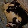 Raven is registered to the contest to win money with this photo: adorable, animal, bed, black_and_white, blanket, cat, companion, cozy, cute, domestic_animal, friendship, fur, indoor, kitten, mammal, pets, resting, sleeping, snuggling, two_animals