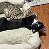 animal, black_and_white, blanket, cat, comfort, companion, cozy, cuddle, cute, domestic, feline, fur, indoor, kitten, nap, pet_bed, resting, sleeping, tabby, wooden_floor