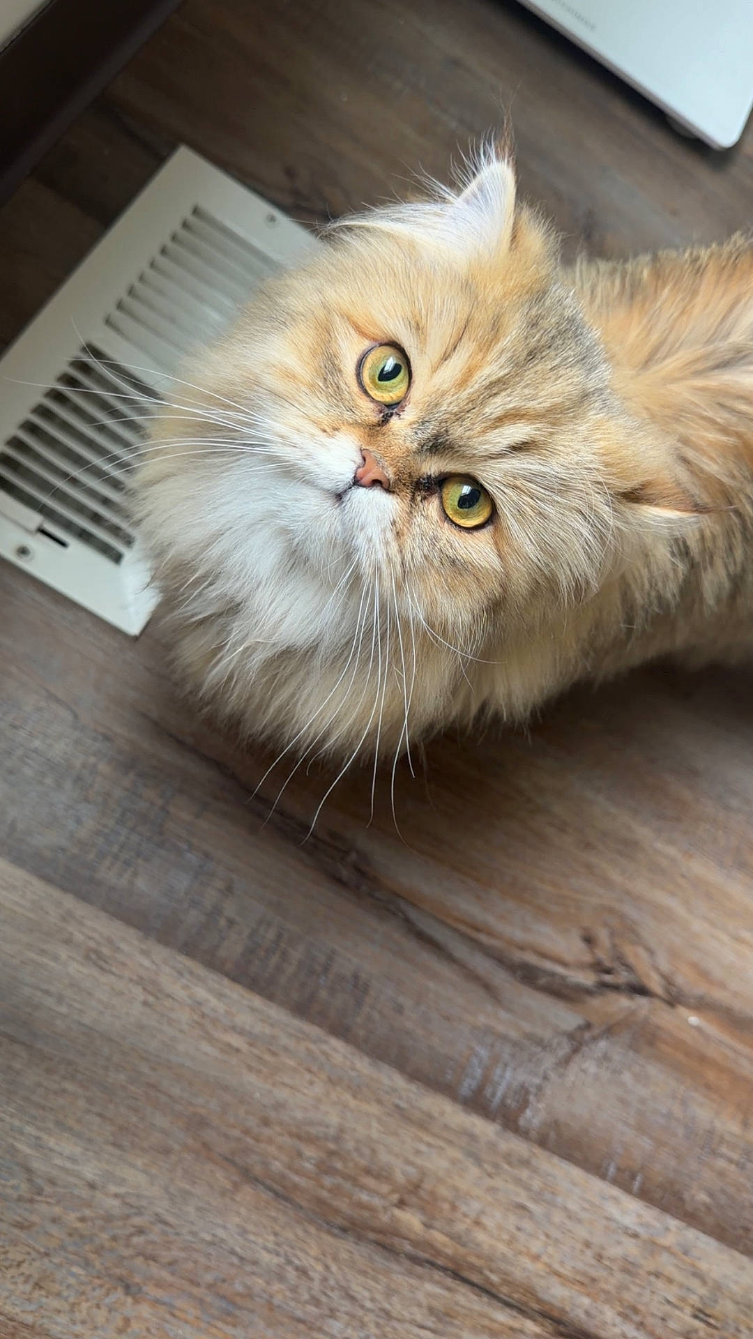 Five is registered to the contest to win money with this photo: animal, cat, close_up, curious, cute, domestic_animal, face, feline, fluffy, fur, home, indoor, looking_up, pet, portrait, small, vent, whiskers, wooden_floor, yellow_eyes