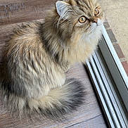 Five joined the competition — help win amazing prizes! cat, fluffy, amber_eyes, window, wooden_floor, indoor, pet, feline, curious, sitting, long_hair, domestic_cat, looking_up, natural_light, close_up, cute, animal, fur, whiskers, domestic