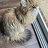 cat, fluffy, amber_eyes, window, wooden_floor, indoor, pet, feline, curious, sitting, long_hair, domestic_cat, looking_up, natural_light, close_up, cute, animal, fur, whiskers, domestic