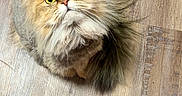 Five is registered to the contest to win money with this photo: cat, fluffy, golden, pet, animal, looking_up, curious, cute, feline, indoor, wooden_floor, fur, tail, whiskers, ears, domestic_cat, mammal, portrait, sitting, adorable