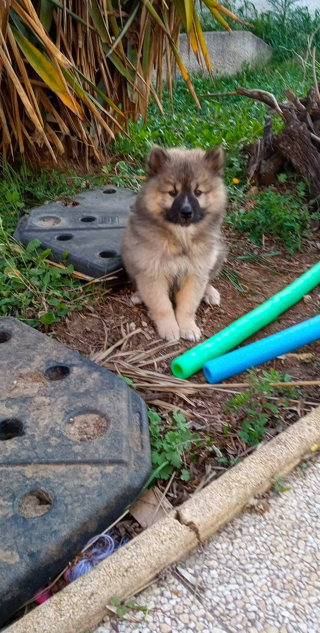 Zaya participe au concours pour gagner de l'argent avec cette photo : canidae, canis, carnivore, companion_dog, dog, dog_breed, fawn, felidae, fur, garden_hose, grass, plant, small_to_medium_sized_cats, snout, soil, sporting_group, tail, terrestrial_animal, tree, wildlife