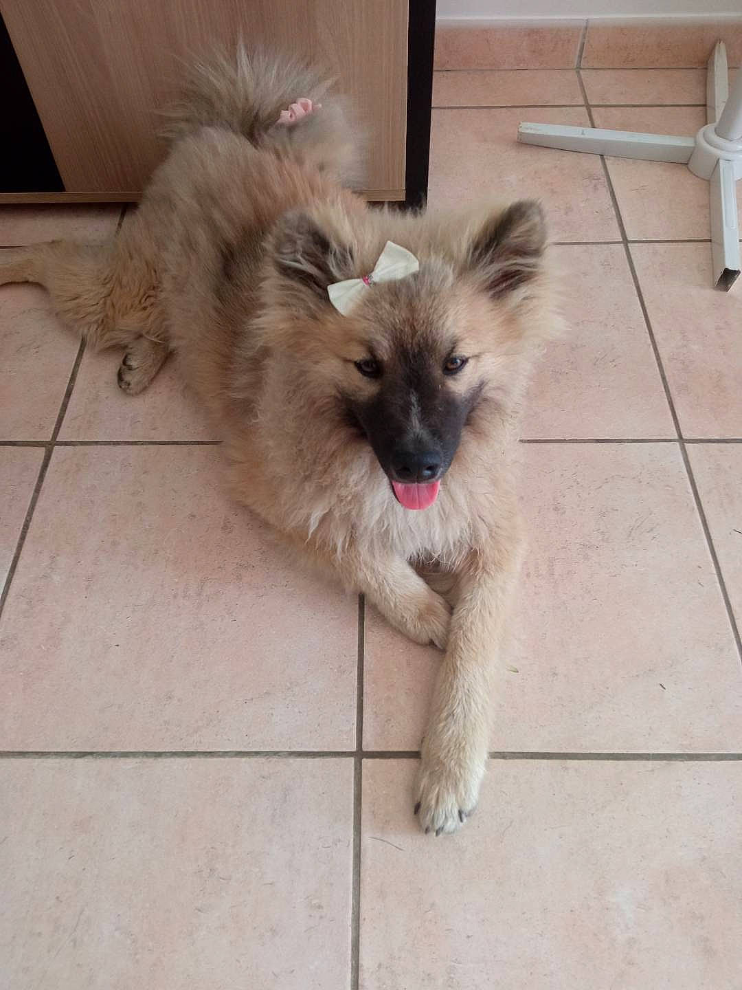 Zaya a rejoint le concours — aidez-le/la à gagner de superbes lots ! canidae, carnivore, cat, claw, companion_dog, dog_breed, fawn, felidae, flooring, paw, ragdoll, small_to_medium_sized_cats, snout, sporting_group, tail, terrestrial_animal, tile_flooring, toy_dog, whiskers, working_animal