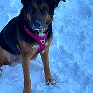 Abby a rejoint le concours — aidez-le/la à gagner de superbes lots ! animal, black, brown, canine, cold, daylight, dog, fur, harness, looking, mammal, nature, outdoor, paw, pet, portrait, sitting, snow, snowy, winter