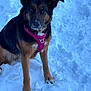 animal, black, brown, canine, cold, daylight, dog, fur, harness, looking, mammal, nature, outdoor, paw, pet, portrait, sitting, snow, snowy, winter