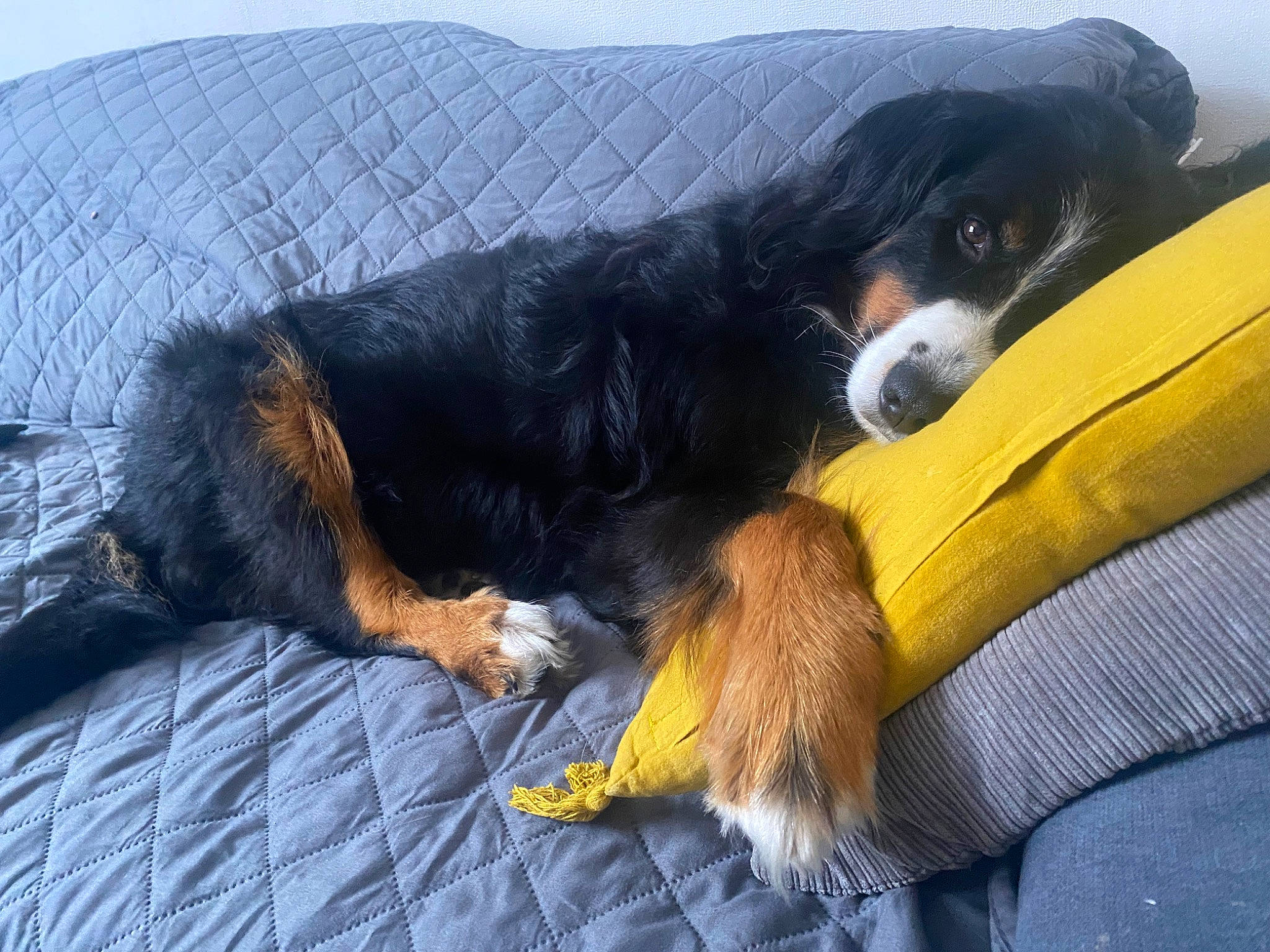 Jynka participe au concours pour gagner de l'argent avec cette photo : bernese_mountain_dog, canidae, carnivore, comfort, companion_dog, dog, dog_breed, fur, guard_dog, paw, puppy, sporting_group, terrestrial_animal, working_animal, working_dog