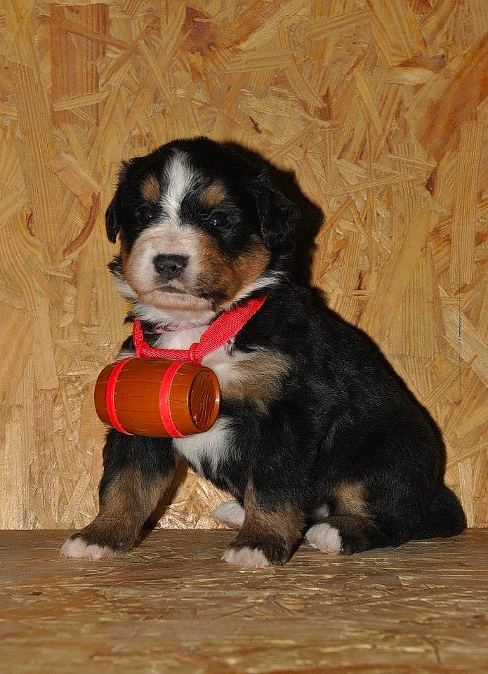 Jynka participe au concours pour gagner de l'argent avec cette photo : ball, beaglier, bernese_mountain_dog, canidae, carnivore, collar, companion_dog, dog, dog_breed, dog_supply, fur, giant_dog_breed, herding_dog, puppy_love, snout, sporting_group, tail, wood, working_animal, working_dog