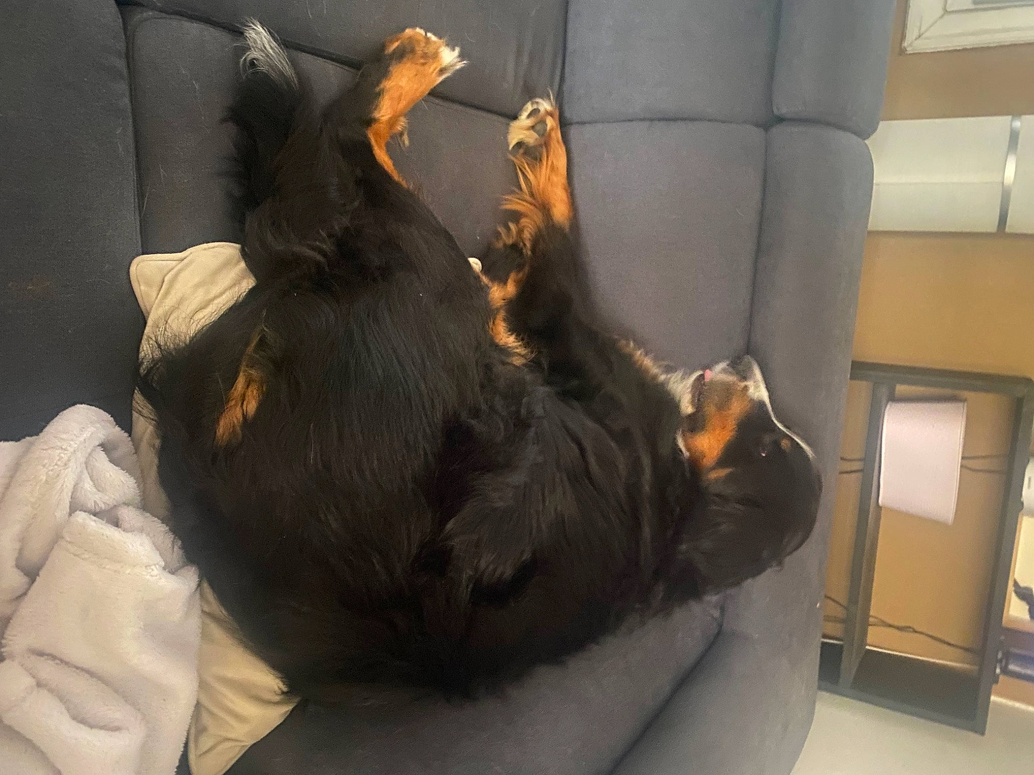 Jynka a rejoint le concours — aidez-le/la à gagner de superbes lots ! canidae, carnivore, comfort, companion_dog, couch, dog, dog_breed, ear, felidae, foot, fun, fur, gesture, lap, paw, small_to_medium_sized_cats, snout, sporting_group, tail, whiskers